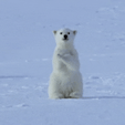 standing-baby-polar-bear-compressed.gif Suporte Alexa Echo Dot 4a e 5a Geração Baby Polar Bear