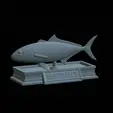 Greater-Amberjack-statue-5.gif fish greater amberjack / Seriola dumerili statue detailed texture for 3d printing