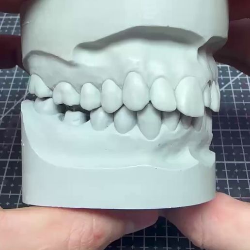 🫀 Anatomical model of real human teeth・ 3D File for 3D printing・Cults