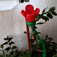ezgif.com-gif-maker.gif FLOR CARNIVORA REGADIO