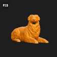 072-Australian_Shepherd_Dog_Pose_09.gif Australian Shepherd Dog 3D Print Model Pose 09