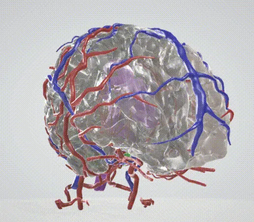 brain,-hemisphere,-cavernous,-human-brain,-brain-stem,-cerebral,-cranial,-nerve,-pons,-willis-circle.gif Modèle de cerveau en 3D avec hémisphère, tronc cérébral, cervelet et système artériel et veineux très détaillé, y compris le cercle de Willis.