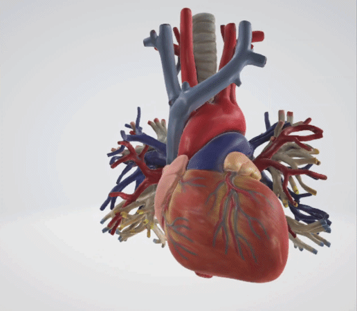Heart Scan Model with Aorta, Pulmonary Artery & Vein, Coronary Artery & Vein