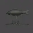 carp-podstavec-high-quality-1-5.gif big carp underwater statue detailed texture for 3d printing