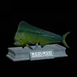 mahi-mahi-mouth-statue-4.gif fish mahi mahi / common dolphin fish open mouth statue detailed texture for 3d printing