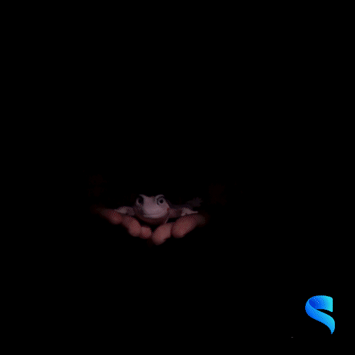 Gecko-GIF.gif Osga