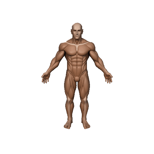 Male Muscle Anatomy Écorché Figure – 3D Model & Printable Reference
