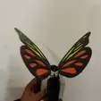 ezgif.com-gif-maker-(5).gif butterfly