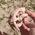 IMG_3484_s.gif Sabertooth tiger fossil for AirPods pro