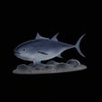Bluefin-tuna.gif Atlantic bluefin tuna / Thunnus thynnus / Tuňák obecný  fish underwater statue detailed texture for 3d printing