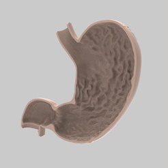 Stomach.gif Download STL file Human Stomach - Longitudinal Section • 3D print model, Design333