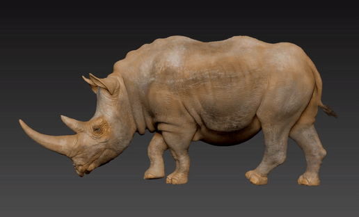 rhino_cult.gif peça única de rinoceronte