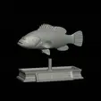 Dusky-grouper-3.gif fish dusky grouper / Epinephelus marginatus statue detailed texture for 3d printing