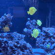 66a9f2e2-f8b9-4296-b038-af7ee7b75771.gif Yellow Tang Fish Decoy