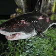 tinywow_2_35015997.gif SHARK, DOWNLOAD Shark 3D modeL - Animated for Blender-fbx-unity-maya-unreal-c4d-3ds max - 3D printing SHARK SHARK FISH - TERROR  - PREDATOR - PREY - POKÉMON - DINOSAUR - RAPTOR