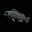 White-grouper-open-mouth-1-4.gif fish white grouper / Epinephelus aeneus trophy statue detailed texture for 3d printing