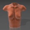 01.gif 3D file Bust 08・3D printable model to download