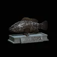 Dusky-grouper.gif fish dusky grouper / Epinephelus marginatus statue detailed texture for 3d printing