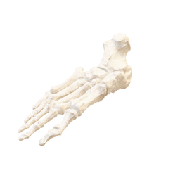 Human-foot.gif Free STL file Pie humano (Escala 1:1)・Object to download and to 3D print