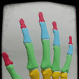 Hand-bones-1.gif HAND BONES FOR ANATOMY STUDY