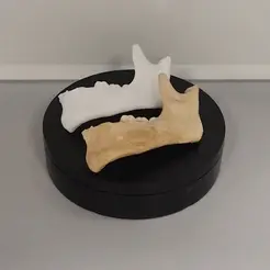 Mandibula-izquierda-con-dientes_2.gif Free STL file Human jaw with teeth (Scale 1:1)・3D printable model to download