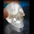 3.gif Articulable Skull Articulable Skull