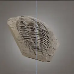 aA2a.gif Dorypyge swasii Trilobite collectible