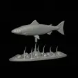 salmo-salar-1-4.gif Atlantic salmon / salmo salar / losos obecný fish underwater statue detailed texture for 3d printing