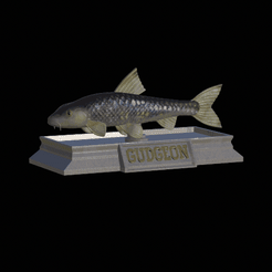 Gudgeon-model.gif STL file fish gudgeon statue detailed texture for 3d printing・3D printer model to download