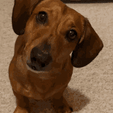 dachshund-dog.gif Suporte Alexa Echo Dot 4a e 5a Dog Dachshund ou Teckel (Salsicha)