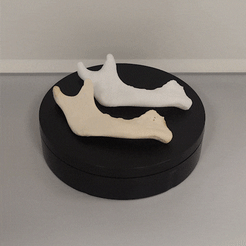 Mandibula-derecha.gif Free STL file Right human mandible (Scale 1:1)・3D printer design to download