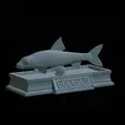Gudgeon-statue-4.gif fish gudgeon / gobio gobio statue detailed texture for 3d printing