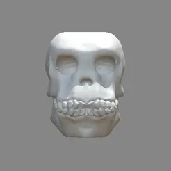 craneo.gif skull of homo avilis