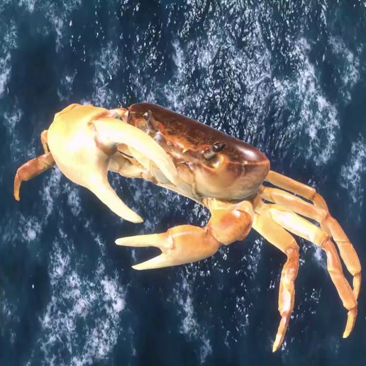 0000.mp4 CCRUSTACEAN CRAB WATER RIVER OCEAN SEA ANIMAL Anatomy FISH Pike 5