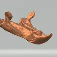 lower-jaw.gif Stegoceratops Dinosaur Skull Skeleton