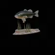 bass-na-podstavci-3.gif bass underwater statue detailed texture for 3d printing