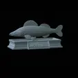 Zander-statue-5.gif fish zander / pikeperch / Sander lucioperca statue detailed texture for 3d printing