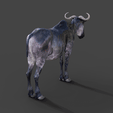 01.gif Animal Gnu