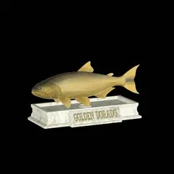 Golden-dorado-statue-3.gif fish golden dorado / Salminus brasiliensis statue detailed texture for 3d printing