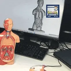 Neues-Projekt-1-3-2-min.gif STL file Mini Menschlicher torso・3D printable model to download