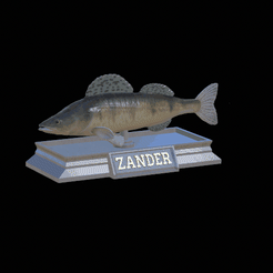 Zander-model.gif Fichier STL statue de poisson sandre / brochet texture détaillée pour impression 3d・Plan pour impression 3D à télécharger