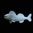 zander-statue-4-mouth-open-5.gif fish zander / pikeperch / Sander lucioperca open mouth statue detailed texture for 3d printing