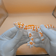 lagartiga_flexi2.gif gecko_flexi_multicolor_printinplace