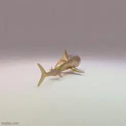 shark-04.gif FREE Shark 3D