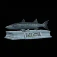 Barracuda-base.gif fish great barracuda / Sphyraena barracuda statue detailed texture for 3d printing
