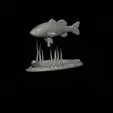 bass-na-podstavci-4.gif bass underwater statue detailed texture for 3d printing