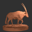 IMG_0165.gif Oryx standing stl
