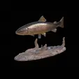 pstruh-klacky-1-3.gif rainbow trout 2.0 underwater statue detailed texture for 3d printing