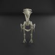 Kelenken-skeleton-360.mp4 Kelenken guillermoi - terror bird skeleton 3D print model
