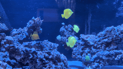 66a9f2e2-f8b9-4296-b038-af7ee7b75771.gif Yellow Tang Fish Decoy